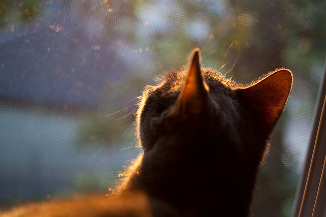 NBA季后赛焦点战，马里巅峰对决阿根廷之星，后者压哨绝杀助队胜出