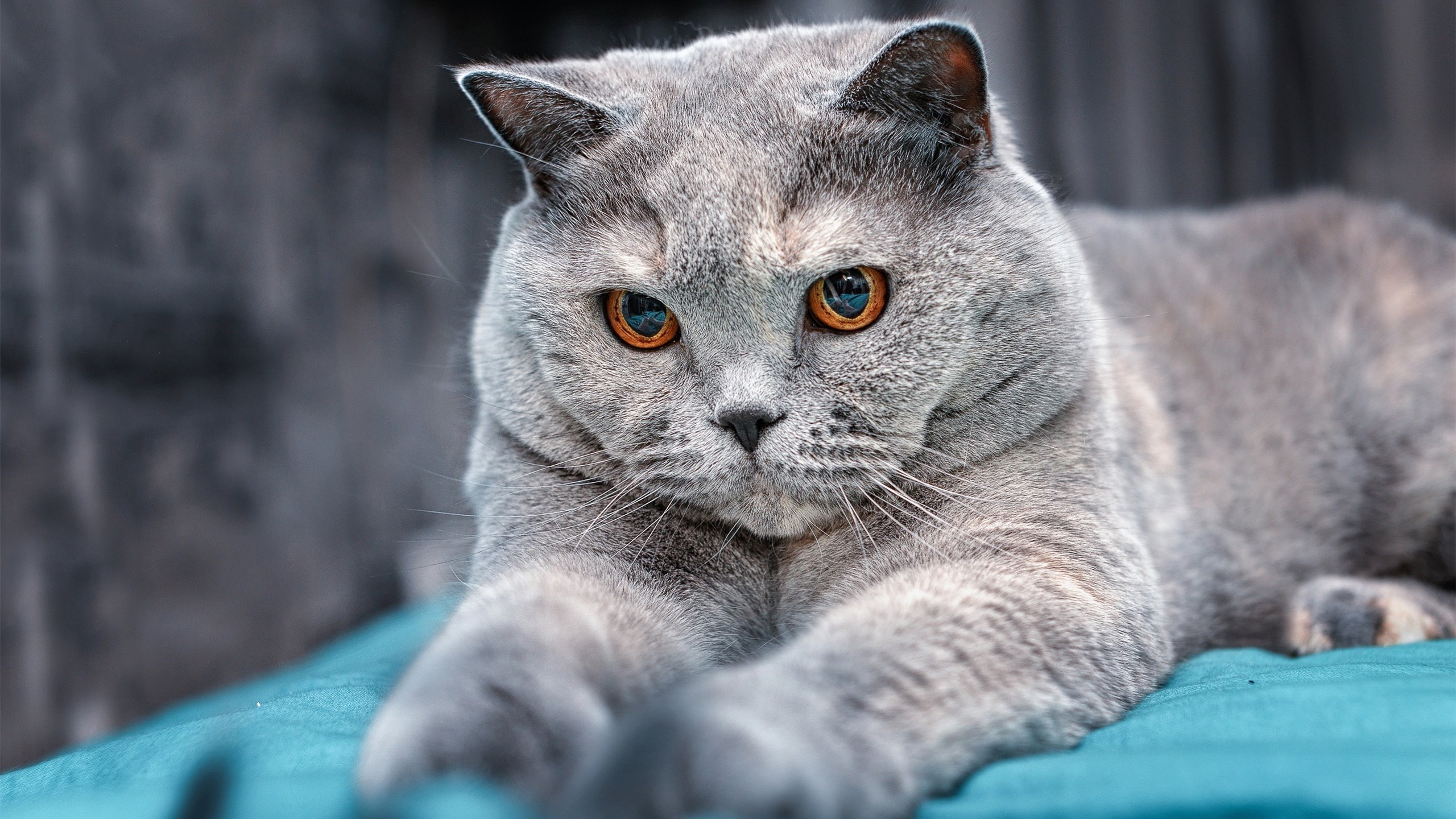 冰峰之上，福克斯化身关键先生—新疆队击败76人震惊篮球世界