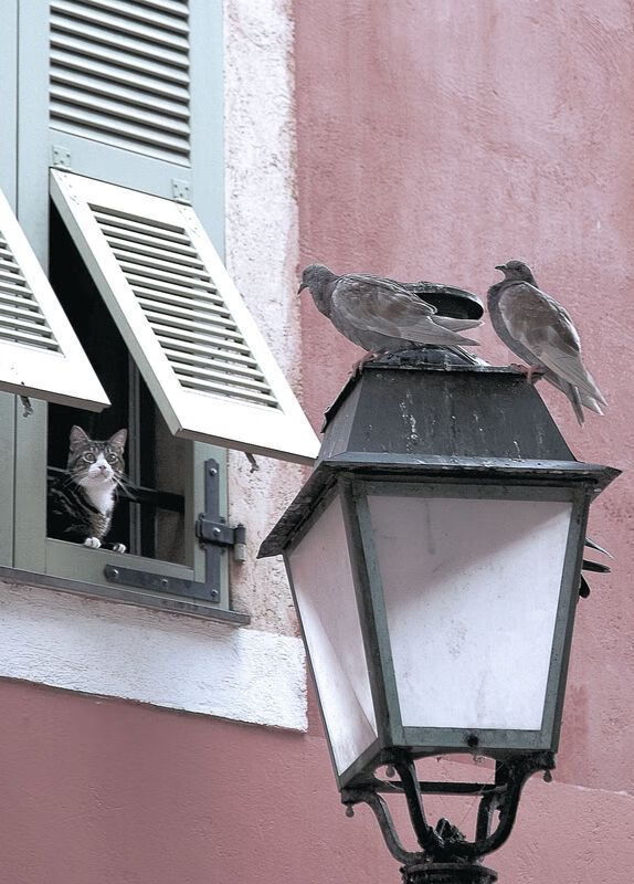 异域主场压哨绝杀！广厦队硬仗终结尼克斯连胜，伦纳德化身关键先生