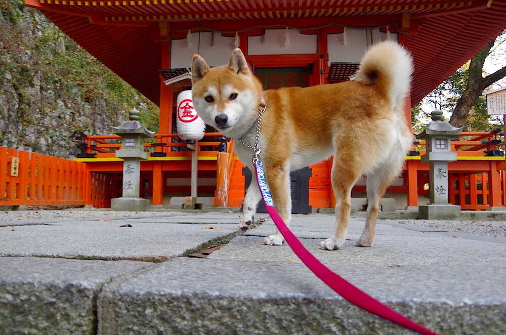 巨人降临，当阿劳霍在罗马城下筑起叹息之墙