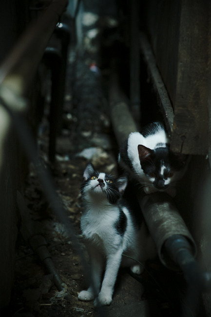 当卡塔尔半岛邂逅星月王国，蒂亚戈的灯塔数据如何照亮胜局？