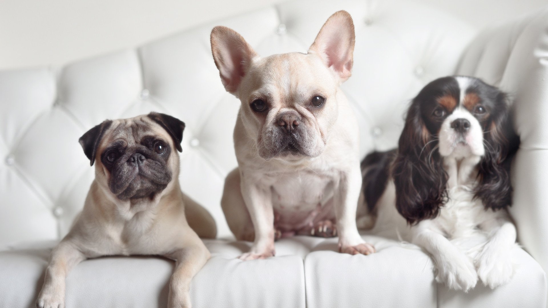 紫百合的闪电审判，三分钟如何定义年度焦点之战