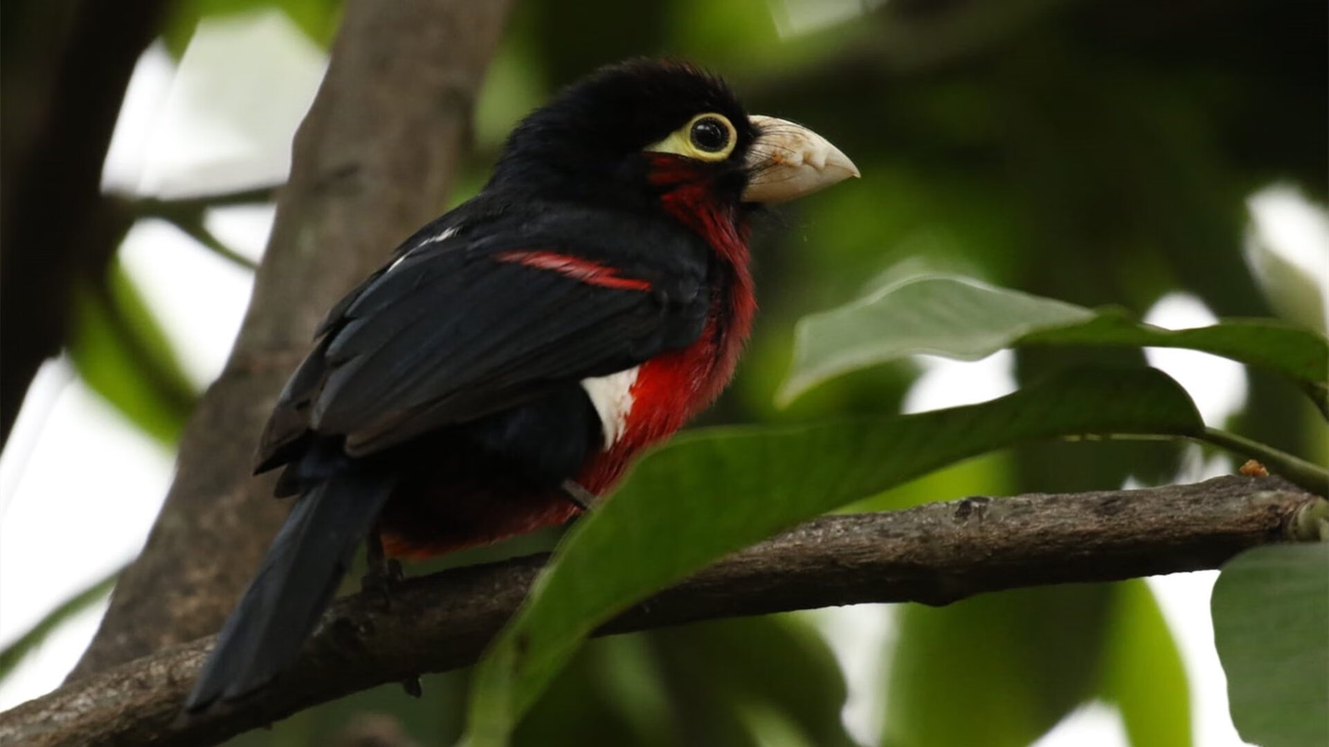 斗牛士之舞的蓝色终章,基耶萨一箭定江山,勒沃库森终结墨西哥神话