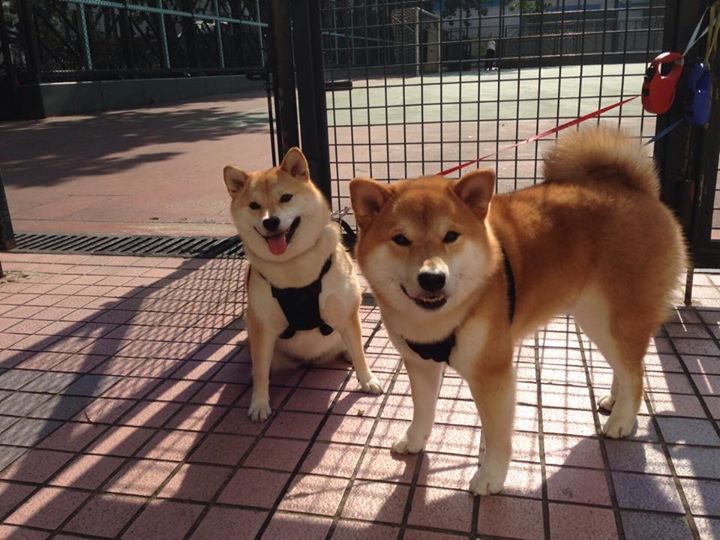 当黄浦江遇见落基山,米切尔在跨洋关键战中展现的真正突围