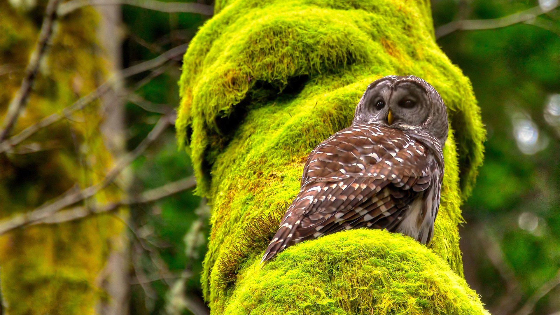存在感拉满！戈贝尔统治内线，森林狼力克太阳