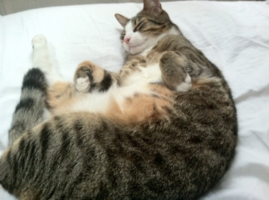 开云体育在线-双城记，当福克斯以机械之心完成手术，雷霆用青春风暴席卷达拉斯